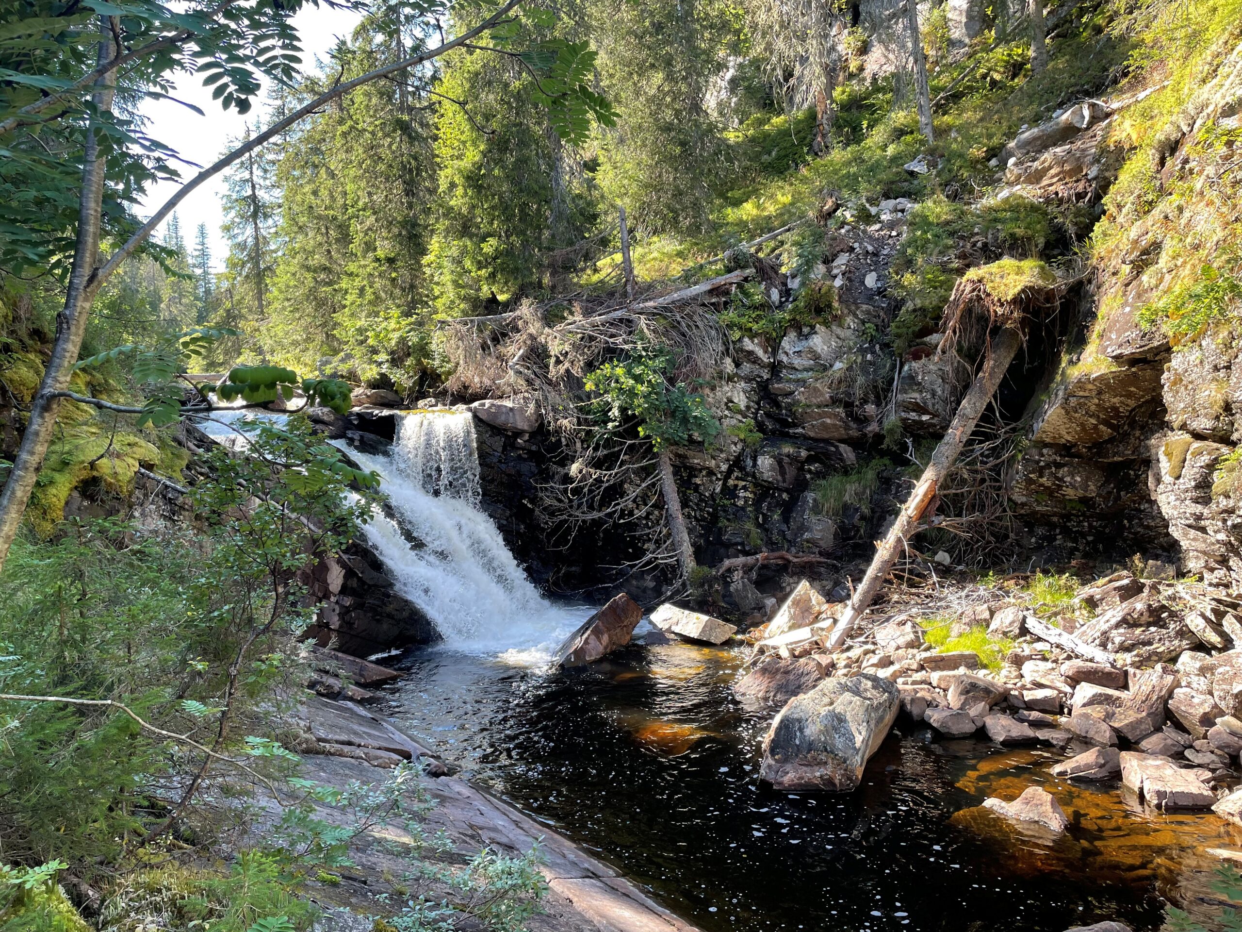 Kampen for vår nærnatur: lesning, foredrag og panelsamtale